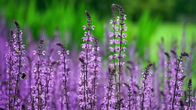 entretien de jardin