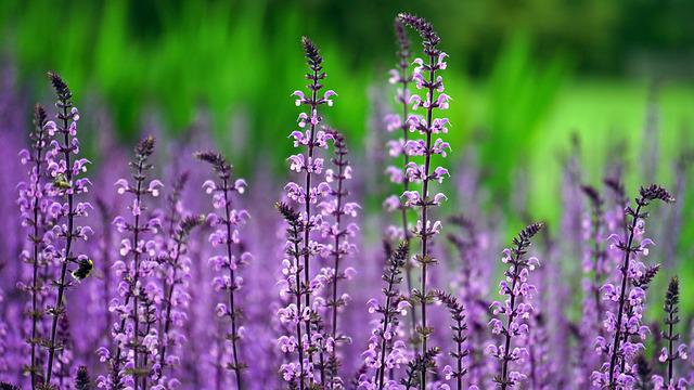 Pourquoi faire appel à un professionnel de l’entretien de jardin à Agen ?