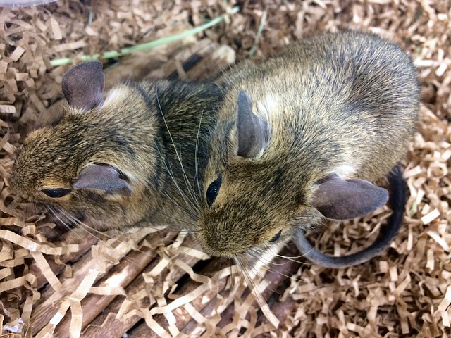 Où acheter un animal de compagnie ?