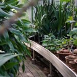 jardins botaniques