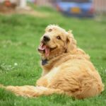 Chiens de garde