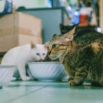 Alimentation des chats